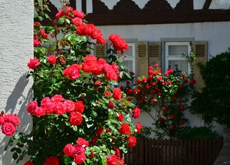 Fototapeta na wymiar Weiß lackierter Lattenzaun um einen Vorgarten mit Rosen als Grundstücksabgrenzung