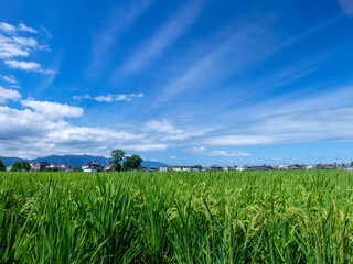 青空に風の道筋のような雲が現れた　爽やかな夏の日の田んぼ