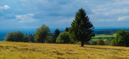 Obraz premium Panorama Baum auf Wiese
