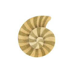 Watercolor illustration of seashell isolated on white background.