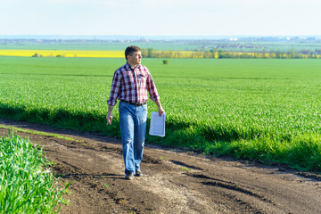 Fototapeta premium a man as a farmer poses in a field, dressed in a plaid shirt and jeans, checks reports and inspects young sprouts crops of wheat, barley or rye, or other cereals, a concept of agriculture and agronomy