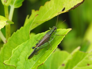 ハネナガフキバッタ