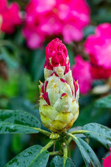 Rhododendron degronianum ssp yakushimanum 'Fantastica' flower detail