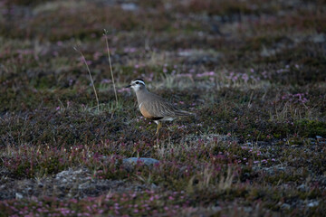 Eurasian Dotterel on Flatruet Sweden.
