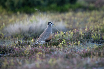 Eurasian Dotterel on Flatruet Sweden.