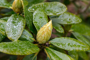 Rhododendron cultivar 'Caractacus' detail in rain