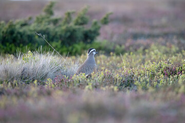 Eurasian Dotterel on Flatruet Sweden.