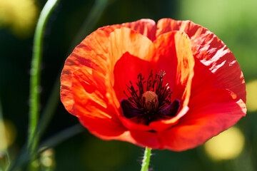 Fototapeta premium Gros Plan sur un coquelicot