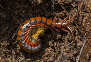 Scolopendre avec ses petits
