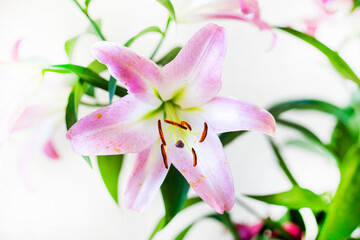 pink blossoming lily on a white light background, horizontal.
