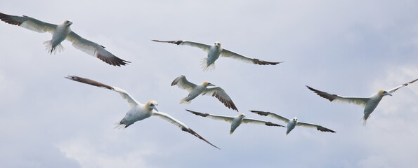 Gannets, in the sky, over the sea, near Bempton Cliffs, Yorkshire, UK