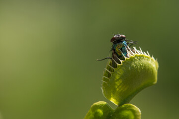 Venus flytrap with captured fly - Macroshot with low depth of field - obrazy, fototapety, plakaty