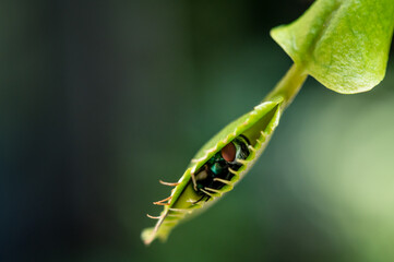 Venus flytrap with captured fly - Macroshot with low depth of field
