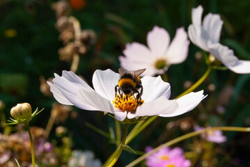 Bumblebee on a flower