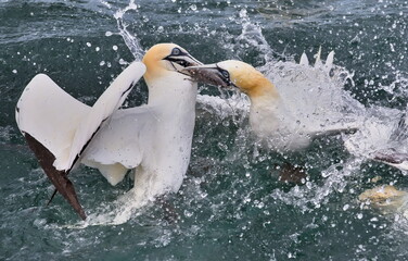 Gannets fighting for fish, on the sea, near Bempton Cliffs, Yorkshire, UK