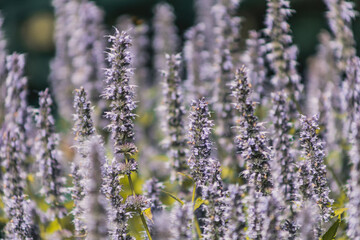 Lavender flowers in the garden