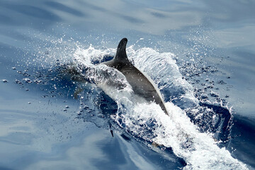 Dolphin swimming in the Ligurian Sea, in front of Genoa (Italy)