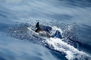 Dolphin swimming in the Ligurian Sea, in front of Genoa (Italy)