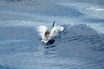 Dolphin swimming in the Ligurian Sea, in front of Genoa (Italy)