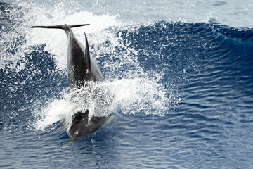 Dolphin swimming in the Ligurian Sea, in front of Genoa (Italy)
