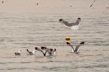 flight of seagulls over the sea at sunset in Agia Marina in Greece