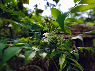 The curry tree (Murraya koenigii) is a tropical to sub-tropical tree in the family Rutaceae (the rue family, which includes rue, citrus, and satinwood), and is native to Asia.