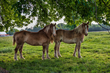 Two draft horses under a tree in summer