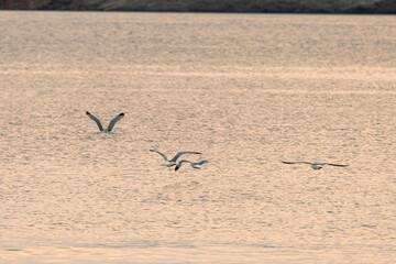 flight of seagulls over the sea at sunset in Agia Marina in Greece