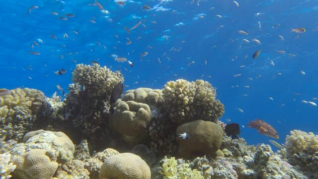 School of Chromis swimming above coral reef in the blue water. Arabian Chromis (Chromis flavaxilla)