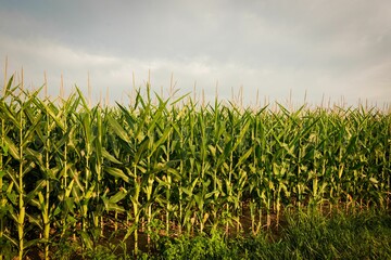 Fototapeta premium A corn field in York County, Pennsylvania