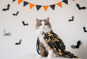 An adorable gray cat sits in a Halloween witch costume on the background of bats. Halloween pets