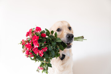 The dog holds a bouquet of roses in his mouth. Golden Retriever in a bow tie sits on a white...