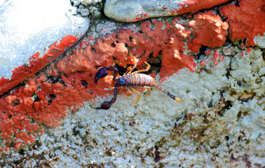 European yellow tailed scorpion - Euscorpius flavicaudis