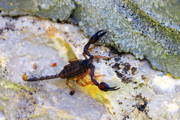 European yellow tailed scorpion - Euscorpius flavicaudis
