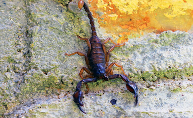 European yellow tailed scorpion - Euscorpius flavicaudis