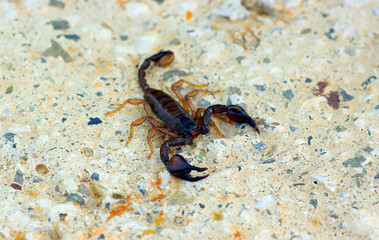 European yellow tailed scorpion - Euscorpius flavicaudis