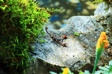 European yellow tailed scorpion - Euscorpius flavicaudis