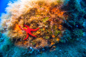 Fototapete bei efototapeten.de bestellen   