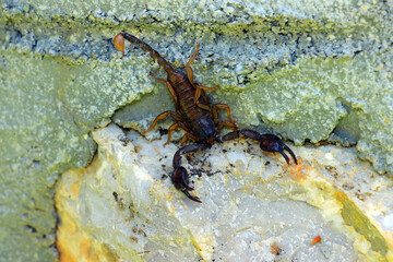 European yellow tailed scorpion - Euscorpius flavicaudis