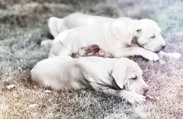 Young American pit bull terriers outside. Close up.