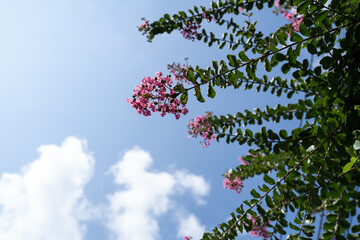 ピンクの百日紅