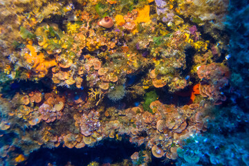 Fototapeta na wymiar Underwater landscape of the Mediterranean Sea, corals and underwater fauna, Pianosa Marine National Park, Elba, Italy