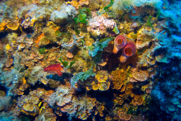 Obraz na płótnie Canvas Underwater landscape of the Mediterranean Sea, corals and underwater fauna, Pianosa Marine National Park, Elba, Italy