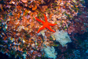 Fototapete bei efototapeten.de bestellen   