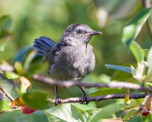 Gray Catbird Photo. Juvenile bird perched on a branch with green blur background displaying gray feather plumage.