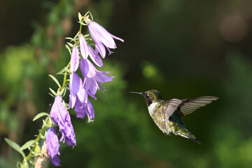 Ruby Throated Hummingbird approaching flower for nectar