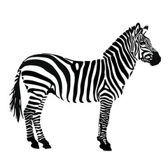 Fototapeta na wymiar drawing of a zebra silhouette. Black and white animal illustration