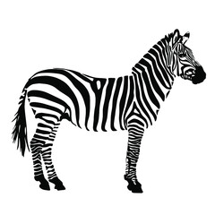 Fototapeta na wymiar drawing of a zebra silhouette. Black and white animal vector illustration