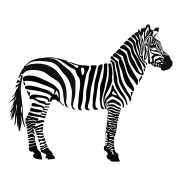 drawing of a zebra silhouette. Black and white animal  illustration
