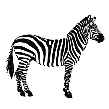 drawing of a zebra silhouette. Black and white animal vector illustration